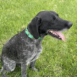 Raider - German Wirehaired Pointer