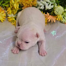Snow White Boy - Seal and white male Boston Terrier puppy in Corsicana, Texas from JT Bostons