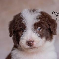 Bushwacker - Red male Bordoodle puppy in Woodruff, South Carolina from Crooked Creek Doodles and Poodles