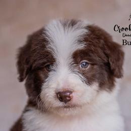 Bushwacker - Red male Bordoodle puppy in Woodruff, South Carolina from Crooked Creek Doodles and Poodles