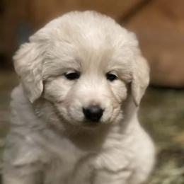 Australian Shepherd and Maremma Sheepdog Puppies from Wild R Australian Shepherds