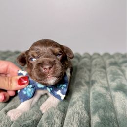 Orion - Tri-color male Australian Labradoodle puppy in Calhoun, Louisiana from Arrowhead Australian Labradoodles