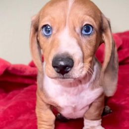 Dachshunds and Pomeranians from Thea's Puppies