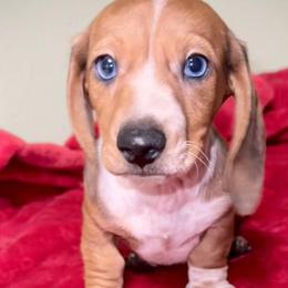Dachshunds and Pomeranians from Thea's Puppies