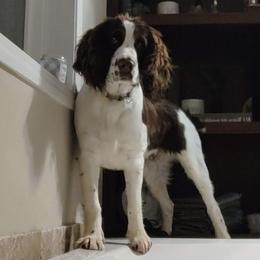 English Springer Spaniel Puppies from Butterfield Trail Springer Spaniels