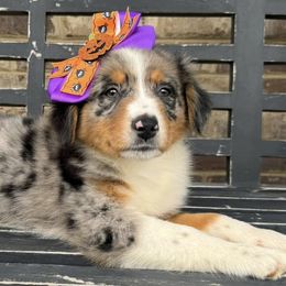 Aussiedoodles from Simply Blessed Doodles