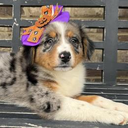 Aussiedoodles from Simply Blessed Doodles