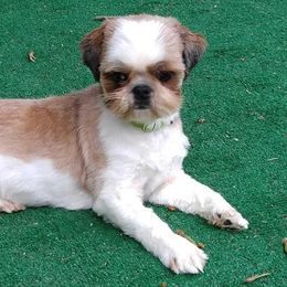 Shih Tzus from JoCar Shih Tzu