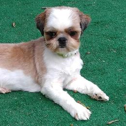 Shih Tzus from JoCar Shih Tzu