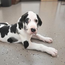 Great Dane Puppies from Bluestone Valley Danes