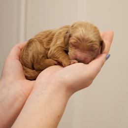 Scar - Black collar - Apricot male Goldendoodle puppy in Arlington, Washington from Anderson Goldendoodles