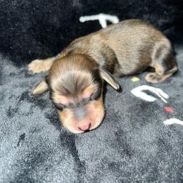 Melody - Cream female Dachshund puppy in La Junta, Colorado from Royal King’s Mini Dachshunds