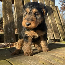 Gabriel - Black and tan male Welsh Terrier puppy in West Plains, Missouri from Sycamore Ridge Puppies