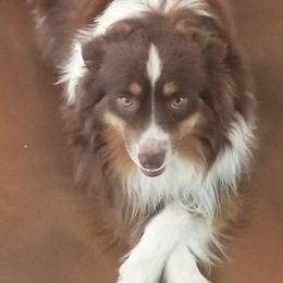 Grizzly - Miniature Australian Shepherd