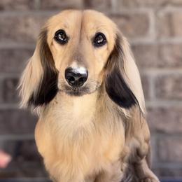Waylon - Dachshund