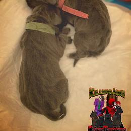Cane Corso Puppies from Killing Joke Cane Corsos