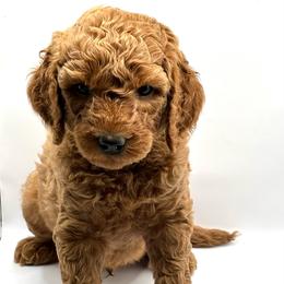 Light blue boy - Red  male Goldendoodle puppy in Lewisville, Texas from Zink Doodles