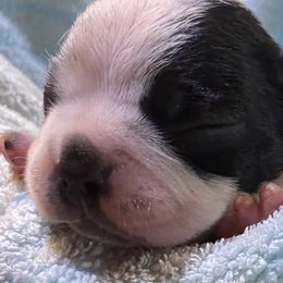 Boston Terriers from Brandy’s Breed