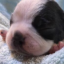 Boston Terriers from Brandy’s Breed