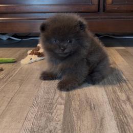 Ash - Blue male Pomeranian puppy in Stockton, California from lunas_poms