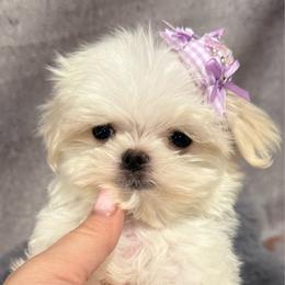 Aramis - White male Maltese puppy in San Diego, Temecula, Ontario, California from Yorkie & Maltese Royalty