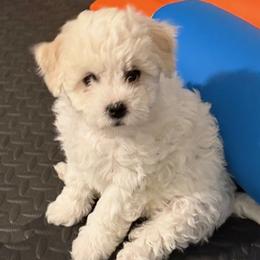 Cody - White male Bichon Frise puppy in Glen Allen, Virginia from Amori's Royal Bichons