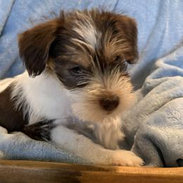 Miniature Schnauzer Puppies from PK Mini Schnauzers