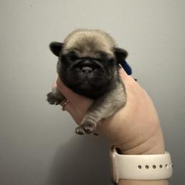 Cadbury - Fawn male Pug puppy in Ludowici, Georgia from Royal Destiny Kennels
