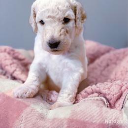 White - White female Poodle puppy in Louisville, Kentucky from Borealis Poodles