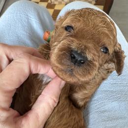 Tiger - Red  male Goldendoodle puppy in Gilbert, Arizona from DogHouse Doodles