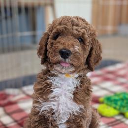 John - Red  male Poodle puppy in Rockvale, Tennessee from Robin's Nest Farm