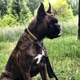 Multi CH Mercy’s Salex Szabina ad Nabors von Devana CGC  CGCA SPOT - TBD