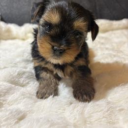 Sage - Black and tan female Yorkshire Terrier puppy in San Antonio, Texas from Sweet as dessert puppies