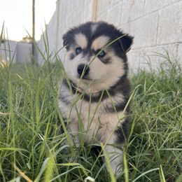 Siberian Huskies from Brandon Ducey