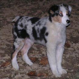 Australian Shepherds from Diamond B Kennels