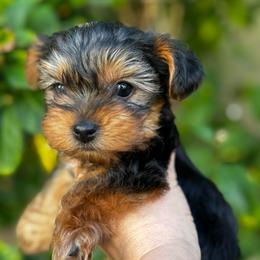Loki - Black and tan male Yorkshire Terrier puppy in Antioch, Nevada from Precious Puppies
