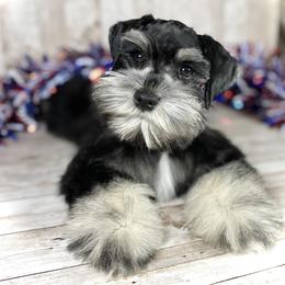 Miniature Schnauzer Puppies from Silver Sage Schnauzers