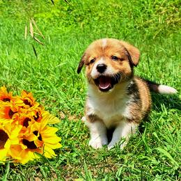 Samuel Adams - Sable male American Corgi puppy in Gouverneur, New York from St. Lawrence Corgis