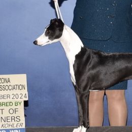 Whippets from Wonderstruck