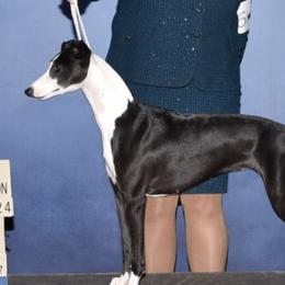 Whippets from Wonderstruck