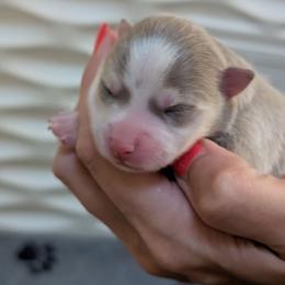 Pup No. 1 - Blue female Pomsky puppy in Hurleyville, New York from My Crazy Pomskys