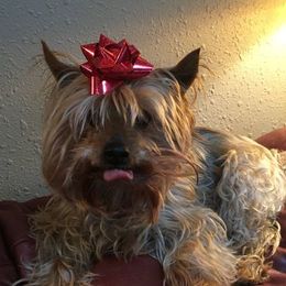 Yorkshire Terriers from Never Enough Yorkies