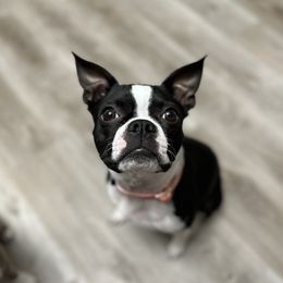 Tulip - Boston Terrier