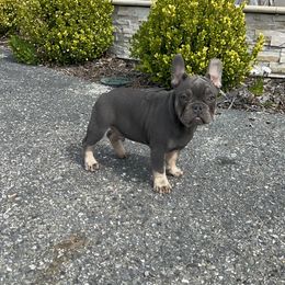 French Bulldog Puppies from Jesikah408