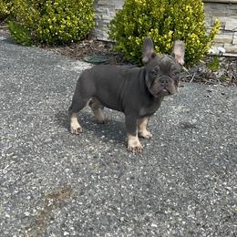 French Bulldog Puppies from Jesikah408