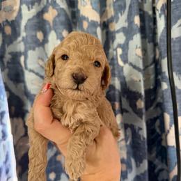 Girl 2 AKC Dolly - Apricot female Poodle puppy in Lees Summit, Missouri from Divine K9s LLC