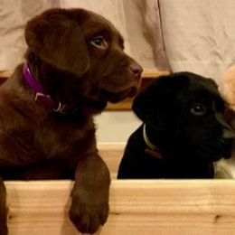 Golden Retrievers and Labrador Retrievers from Mulberry Retrievers