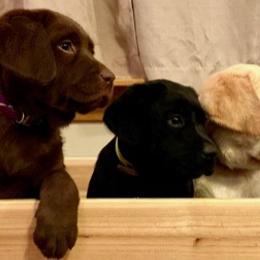 Golden Retrievers and Labrador Retrievers from Mulberry Retrievers