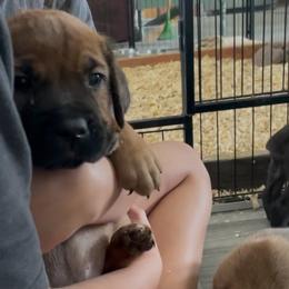 Roman - Fawn male Cane Corso puppy in San Isidro, Texas from MTZCC Ranch, LLC