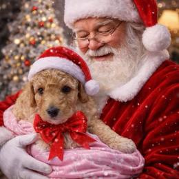 Miley - Apricot female Goldendoodle puppy in Orlando, Florida from Furever Doodle